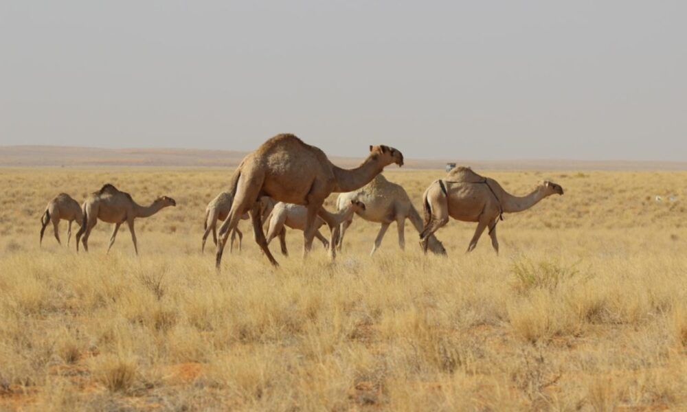 منع الرعي في محمية الملك عبدالعزيز الملكية لحماية البيئة