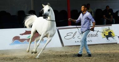 الخيل العربية.. إرث متجدد وحضور متألق في بطولة القصيم السعودية