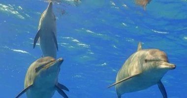 الدلافين تُزيّن سواحل جزر فرسان السعودية وتُعزّز جاذبيتها السياحية