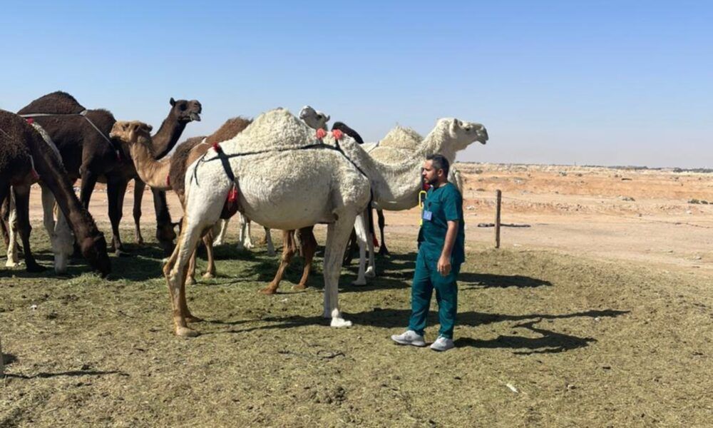 محمية الملك سلمان: انتهاء مهلة إخراج المواشي من عرنان