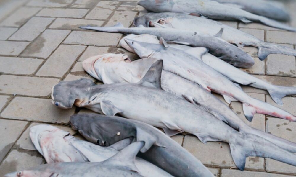 ضبط 14 مخالفاً بحوزتهم أسماك قرش مهددة بالانقراض بجازان