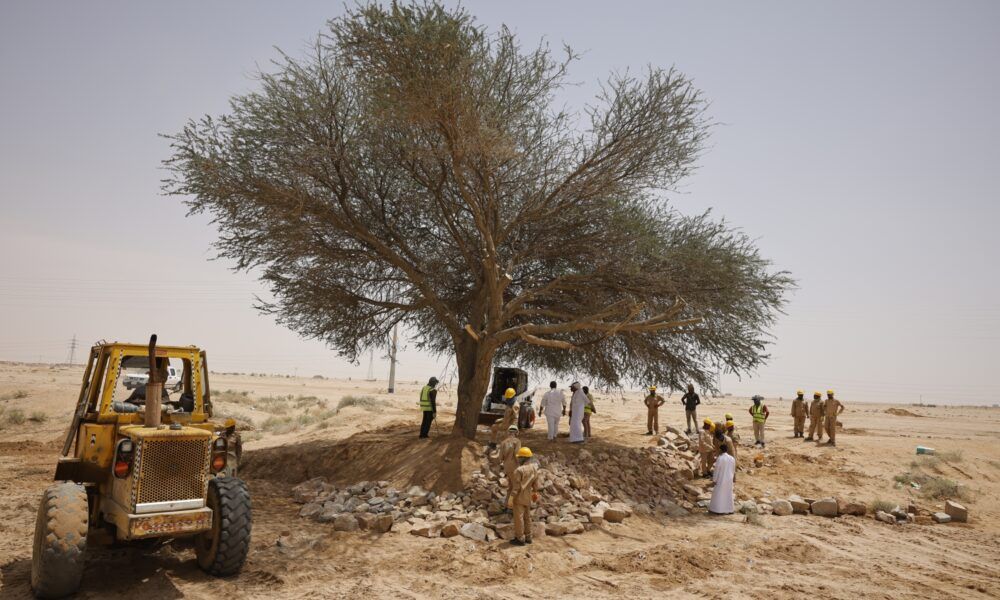 جهود إعادة تأهيل شجرة طلح معمرة في الدوادمي بنجاح