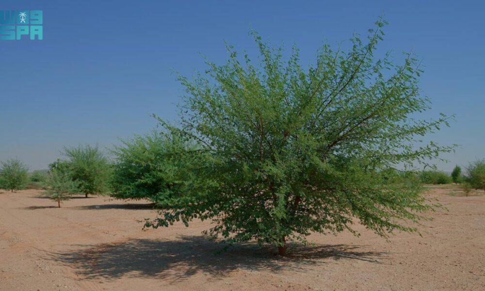 تأهيل 60% من أول مليون هكتار في محمية الملك عبدالعزيز الملكية