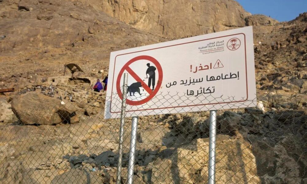 جهود الحياة الفطرية لإنهاء قرود البابون في المشاعر المقدسة