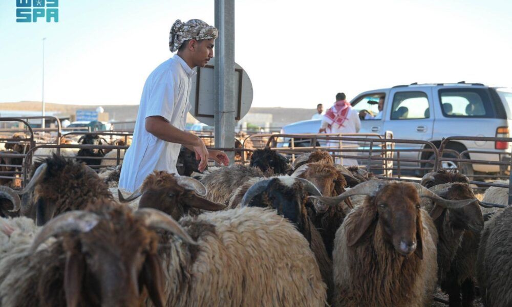 دراسة علمية تعزز إنتاجية المجترات الصغيرة وتوفر 18 ملياراً