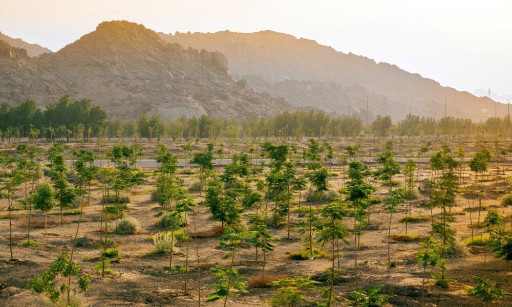 زراعة الأشجار في المشاعر المقدسة لدعم الاستدامة البيئية