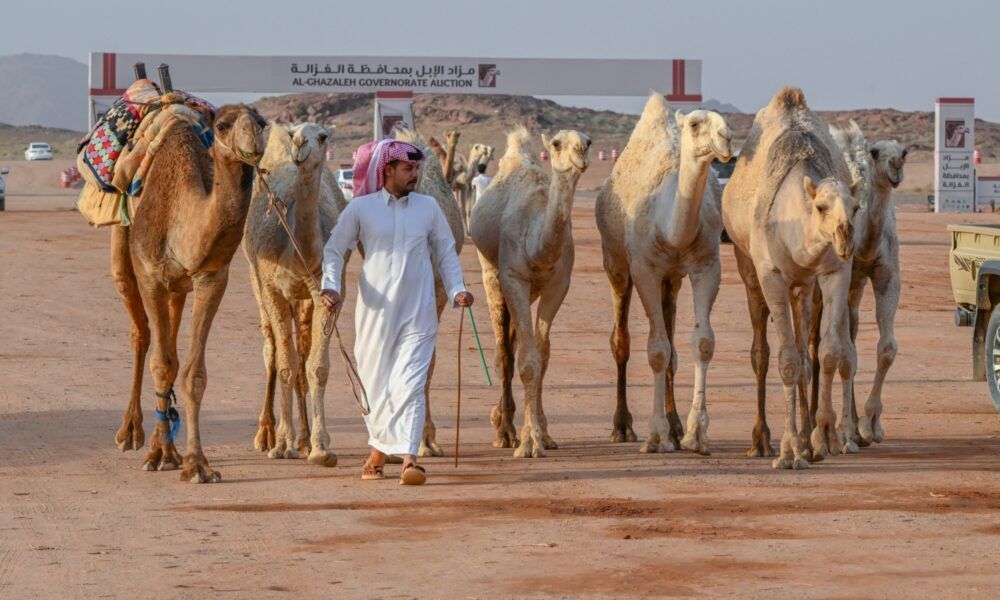 ضوابط تنظيم المتاجرة في الإبل وعقوبات المخالفين