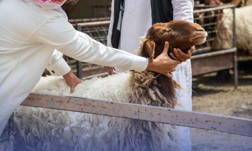 أسباب ارتفاع أسعار الأضاحي في السعودية وتأثير ندرة الأمطار