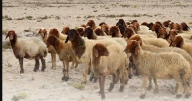 مركز الملك سلمان للإغاثة يدشن مشروع توزيع الأضاحى فى الجمهورية اليمنية