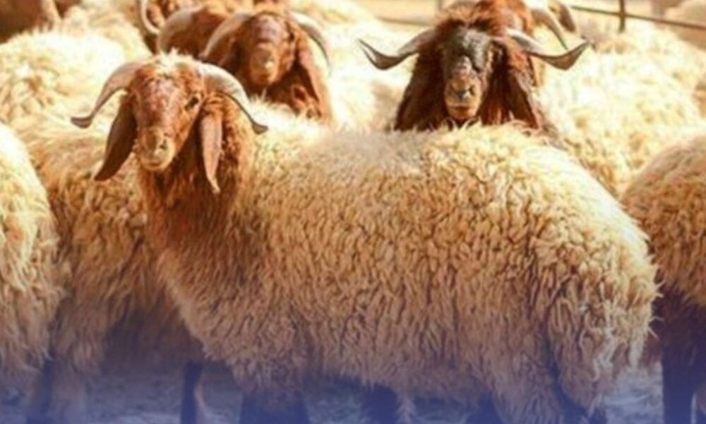 برنامج ريف السعودية يطلق 7 مجمعات للإنتاج الحيواني