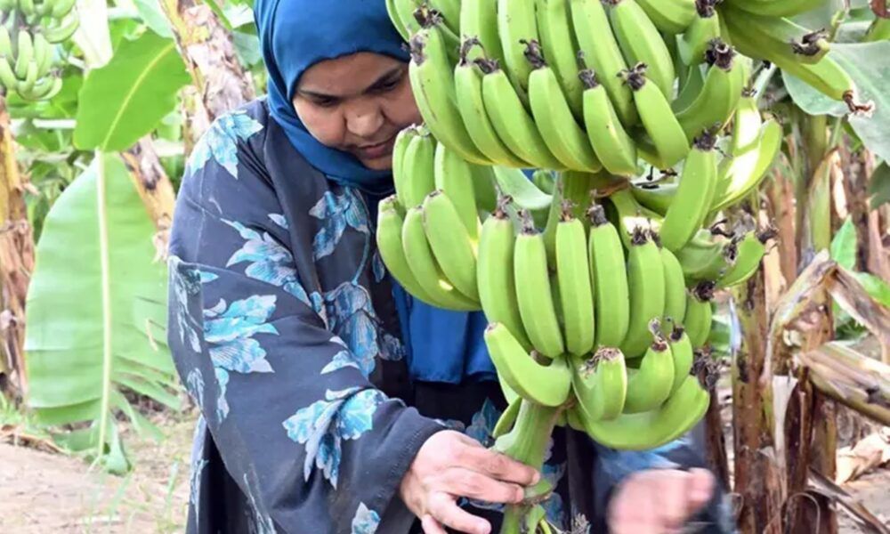 زراعة الموز الملون في جازان: قصة نجاح زليخة الكعبي