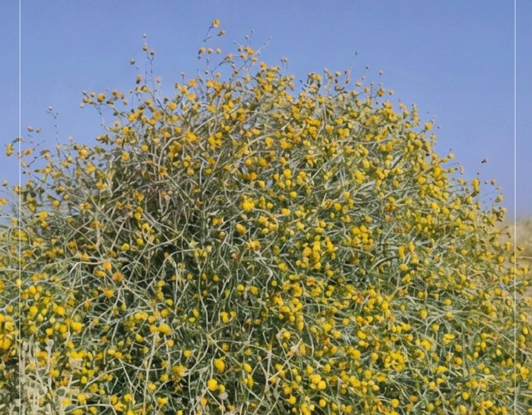 بدء جمع بذور العرفج لدعم المراعي الطبيعية بالسعودية