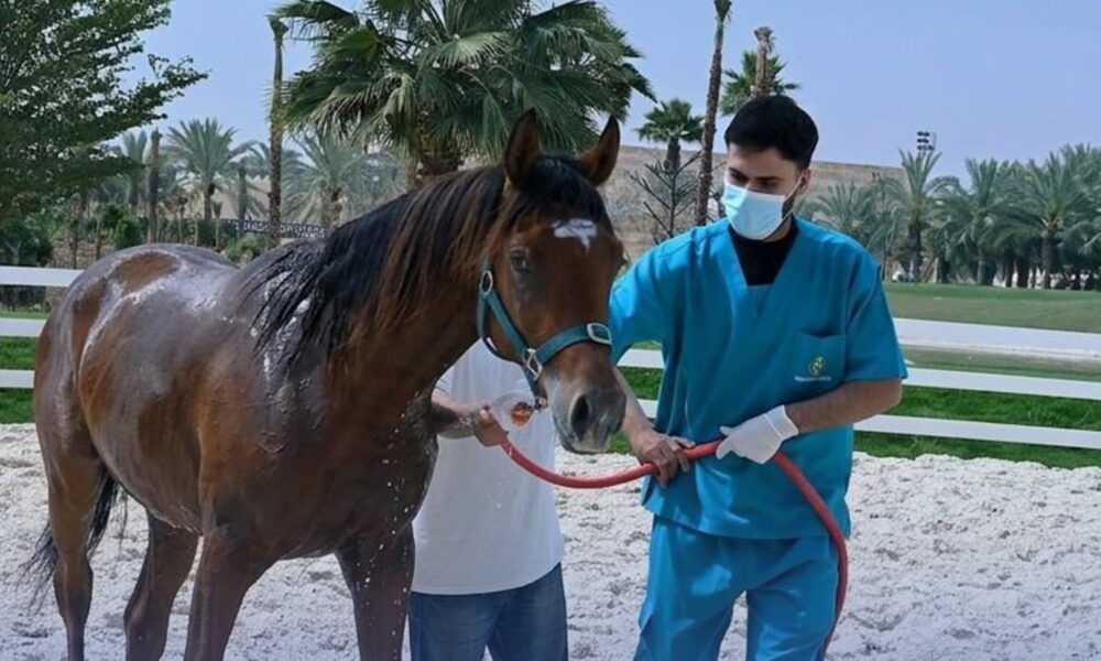 خلو المملكة من مرض الخيول: اعتراف دولي يعزز قطاع الفروسية