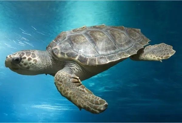 دراسة علمية تدعو لتعزيز حماية الكائنات البحرية الضخمة