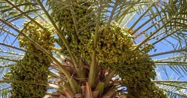 الأميرة سارة بنت بندر تبحث مع السفير الجزائري انضمام الجزائر إلى المجلس الدولي للتمور