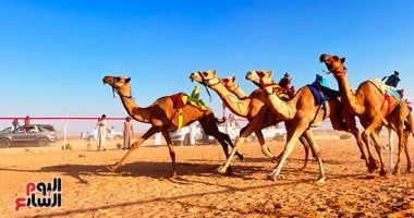 ميدان الهجن بنجران يُعلن نتائج سباق سن الحقايق