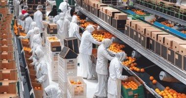 الصادرات الغذائية المصرية تحافظ على زخمها بـ160ألف طن إلى 181 دولة