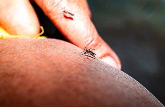 إصابة جديدة بحمى غرب النيل في اليونان خلال أسبوع.. والوفيات تقفز إلى 19