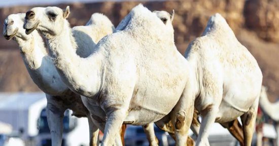 أكثر من 100 مطية في مزاد ضاحية عنيزة للإبل فى السعودية