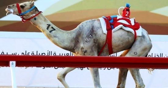 ميدان نجران للهجن يعلن نتائج سباق الميادين لسن الحقايق