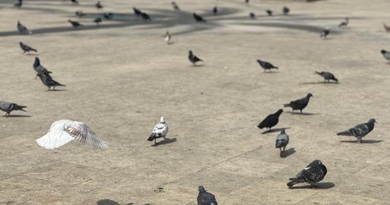 حمام الحرم.. حضور تاريخي ومشهد مألوف في سماء مكة المكرمة