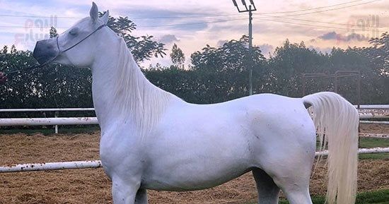بطولة حائل الدولية لجمال الخيل تواصل منافساتها لليوم الثالث