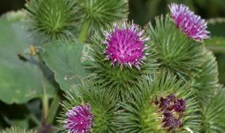 أقوى من إبر الانسولين بمليون مرة.. فهي الحل السحري الفتاك لتنظيم سكر الدم وتنظف الجسم من السموم !!