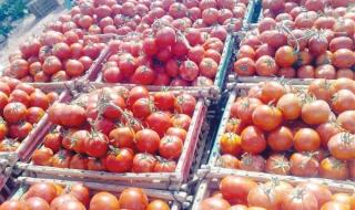 أسعار الطماطم اليوم في الأسواق .. تضارب كبير بين سعر الجملة والقطاعي