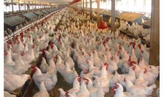 أخبار مصر | سعر الفراخ البيضاء اليوم الجمعة 22 مارس 2024 .. شوف وصلت كام بعد زيادة البنزين