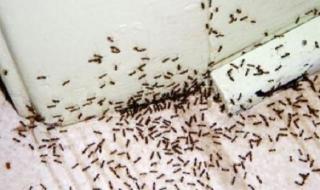 طرق مضمونه للتخلص من النمل بمكونات طبيعية موجودة في كل منزل.. هتقضي عليهم نهائي!