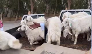 أسعار المواشي بالقصيم تنهار بشكل كبير.. شاهد كم وصل مزاد علني على أكبر خروف