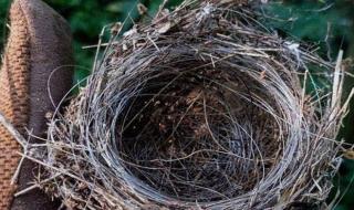 طيور تنسج أعشاشها من بقايا تكنولوجيا الحرب.. الألياف البصرية تتحوّل إلى مأوى في الخطوط الأمامية