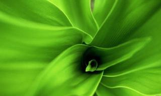 نباتات منزلية تحارب العفن وتقلّل الرطوبة في أجواء الشتاء