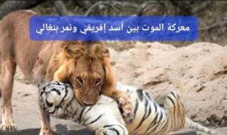 سبحان الله.. أسد إفريقي حاول العبث مع نمر بنغالي فحدث مالم يكن في الحسبان (فيديو)