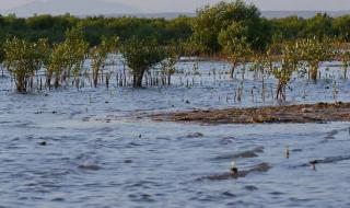 اتفرج – غابات المانجروف في مكة.. رئة طبيعية تعيد التوازن البيئي وتثري التنوع الحيوي