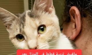 ما علاقة القطط بتساقط الشعر؟ تحذير سعودي جديد يثير رعب النساء