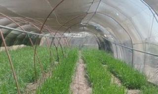 وكيل زراعة الشيوخ: توطين المحاصيل الاستراتيجية ضرورة لحماية الأمن الغذائي