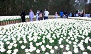اهتمام بتحول مهرجان الزهور لوجهة سياحية في مدينة ينبع السعودية
