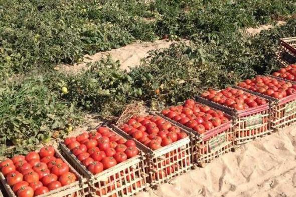 اسعار الطماطم اليوم في سوق العبور.. ارتفعت من جديد أمام المستهلكين