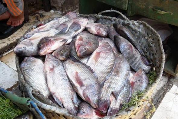 أسعار الأسماك اليوم الثلاثاء 11 أكتوبر 2022: زيادة 10 جنيه