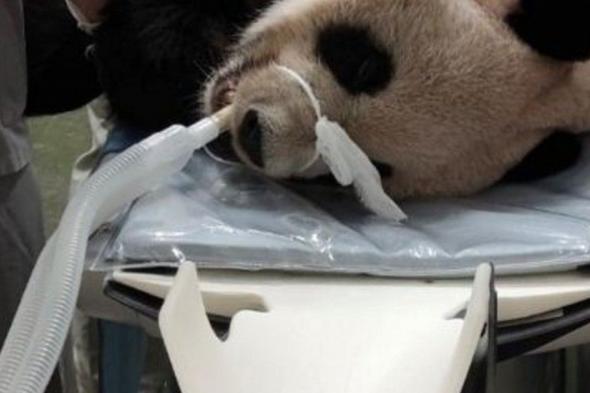شاهد .. نفوق الباندا "توان توان".. رمز العلاقات الدافئة بين الصين وتايوان