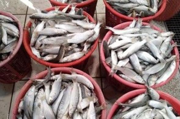 «الأنباء» رصدت أول 50 سلة «ميد» بسوق السمك.. والسعر يصل لـ 92 ديناراً