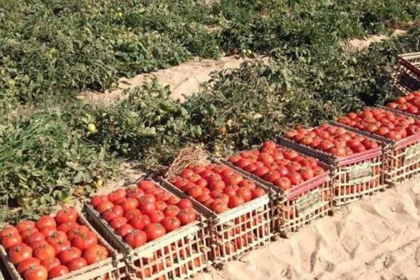 جنان القوطة لسة مستمر .. أسعار الطماطم اليوم الثلاثاء 3 أكتوبر 2023