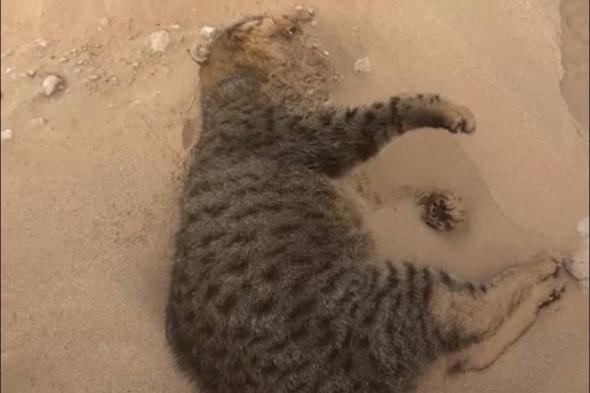 دائرة البلديات أبوظبي تؤكِّد مواصلة تحقيقاتها بشأن واقعة القطط التي وُجِدَت ملقاة في الصحراء