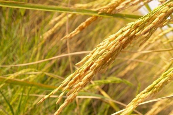سعر طن الأرز الشعير اليوم 6 أكتوبر في السوق المصرية