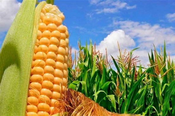 سعر طن الذرة الصفراء اليوم.. مفاجأة في الأسواق المحلية والأوكراني يسجل 10 آلاف جنيهاً