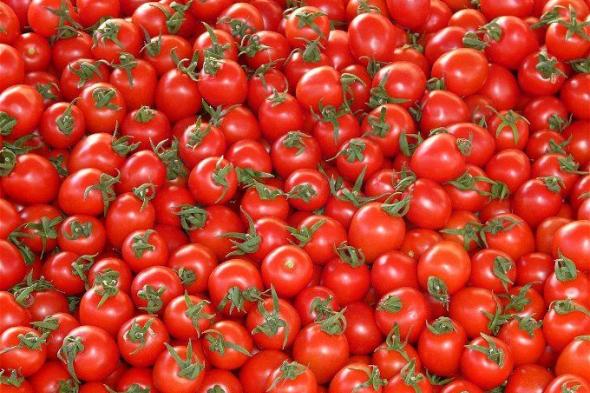 مفاجأة لن تتوقعها .. أسعار الطماطم اليوم الأحد 8 أكتوبر 2023