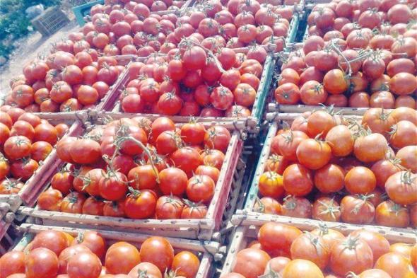 أسعار الطماطم اليوم السبت 7 أكتوبر 2023 .. مفاجأة سعيدة في سعر العداية دلوقتي