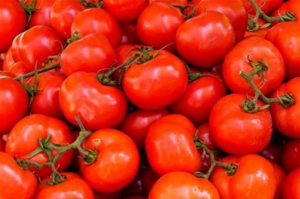 أسعار الطماطم في الأسواق.. نقيب الفلاحين يتوقع ارتفاعها ووصولها لـ 25 جنيهاً