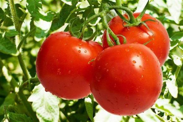 العداية مفيش أرخص من كدة … أسعار الطماطم اليوم الاثنين 30 أكتوبر 2023